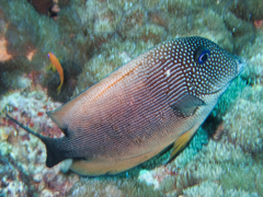 Ctenochaetus binotatus