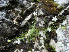 Heliosperma alpestre