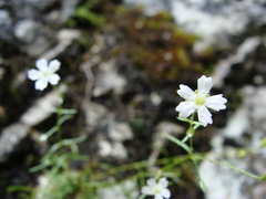 Heliosperma alpestre
