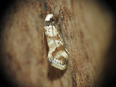 Isomoralla gephyrota