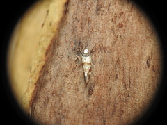 Isomoralla gephyrota