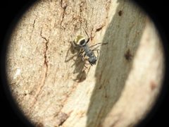Polyrhachis erato