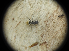 Polyrhachis erato