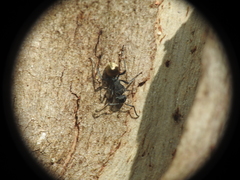 Polyrhachis erato