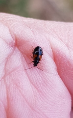 Monolepta minima