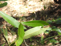 Samadera bidwillii