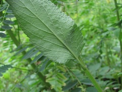 Nepeta grandiflora