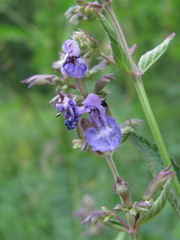 Nepeta grandiflora