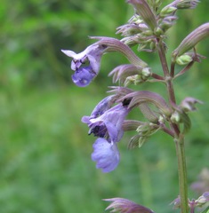Nepeta grandiflora