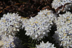 Lachnaea pomposa