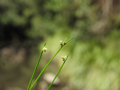 Isolepis inundata