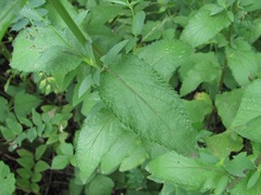 Nepeta grandiflora