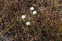 Lachnaea pomposa