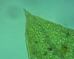 Fissidens subbryoides