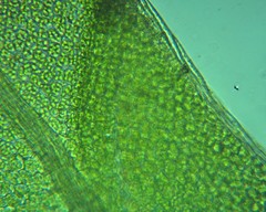 Fissidens subbryoides