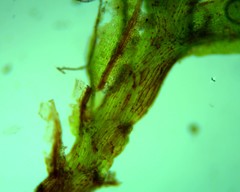 Fissidens subbryoides