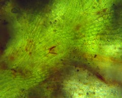 Fissidens subbryoides