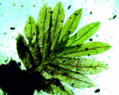 Fissidens subbryoides