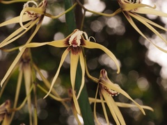 Dendrobium teretifolium aureum