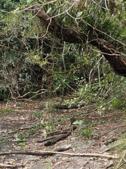 Dendrobium teretifolium aureum