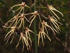 Dendrobium teretifolium aureum