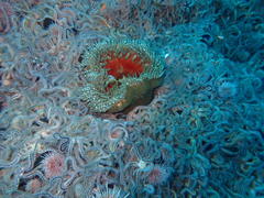 Bunodactis reynaudi