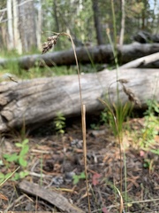 Luzula spicata