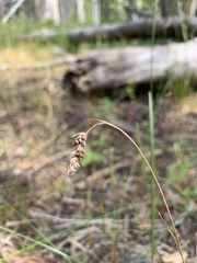 Luzula spicata