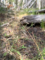 Luzula spicata