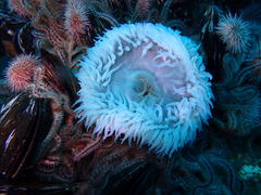 Bunodactis reynaudi
