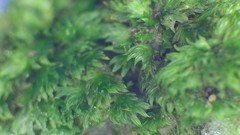 Fissidens subbryoides