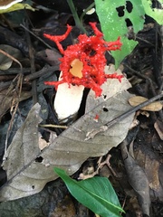 Lysurus corallocephalus