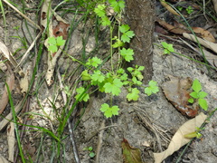 Ranunculus sessiliflorus