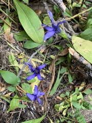 Gentianopsis barbellata