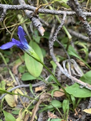 Gentianopsis barbellata