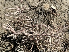 Tecticornia indica