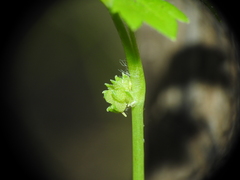 Ranunculus sessiliflorus