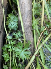 Ranunculus gmelinii