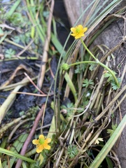 Ranunculus gmelinii