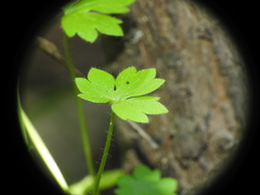 Ranunculus sessiliflorus
