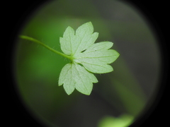 Ranunculus sessiliflorus