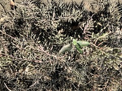 Tecticornia indica