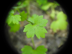 Ranunculus sessiliflorus