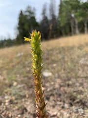 Orthocarpus luteus