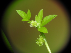Ranunculus sessiliflorus