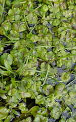 Hydrocotyle rivularis