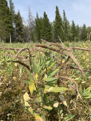 Thermopsis divaricarpa