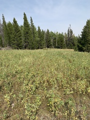 Thermopsis divaricarpa