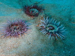 Anthopleura michaelseni