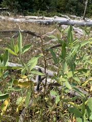 Thermopsis divaricarpa